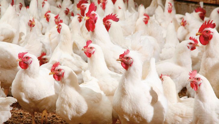 یکی از بزرگترین تولید کنندگان صنعت مرغداری روسیه در معرض ورشکستگی 